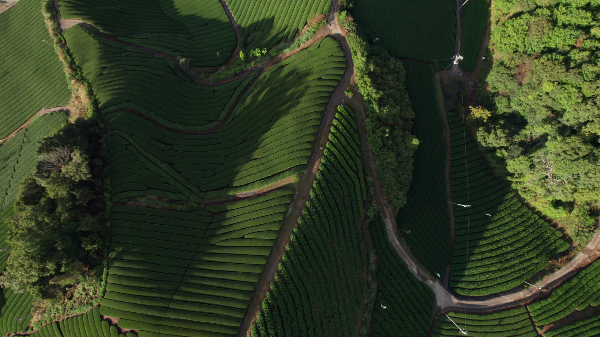 Aerial view of terraced green tea fields